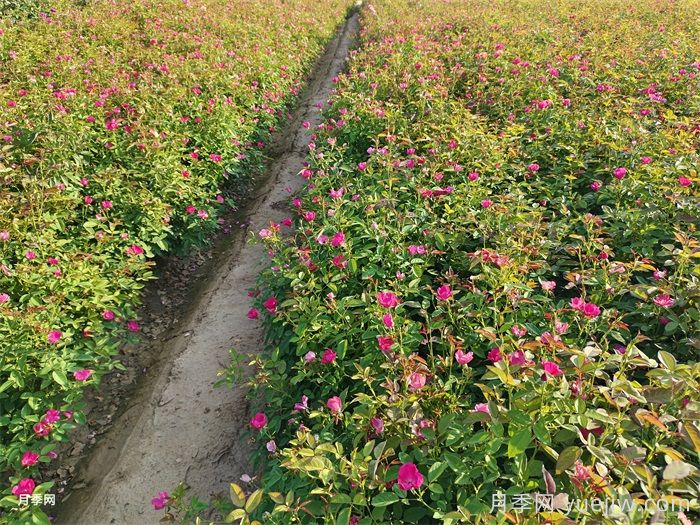 小桃紅月季(圖5)