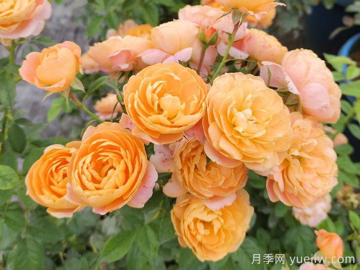 果汁陽(yáng)臺月季(圖5)