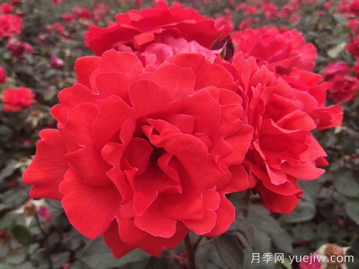 緋扇月季/菲扇/紅扇(圖3)