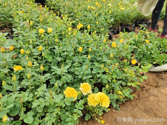 金鳳凰月季(圖6)