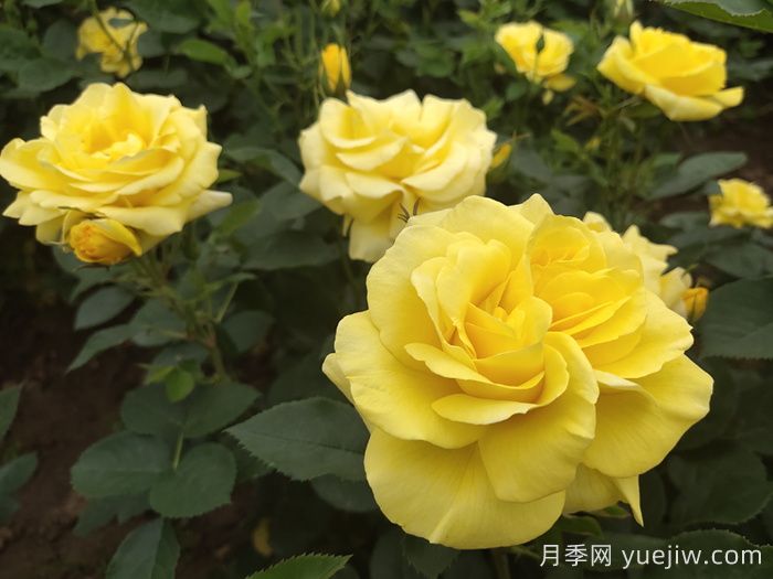 金鳳凰月季(圖4)
