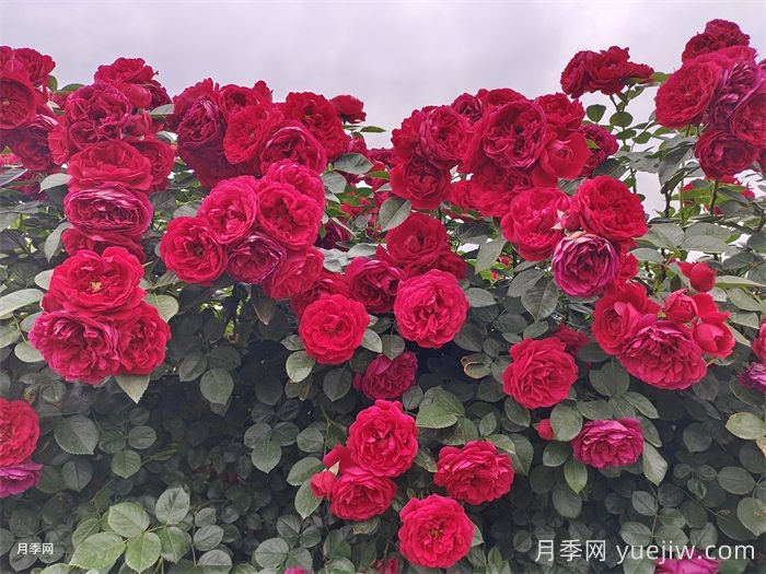 弗洛倫蒂娜月季/蒂娜/佛羅倫薩(圖2)