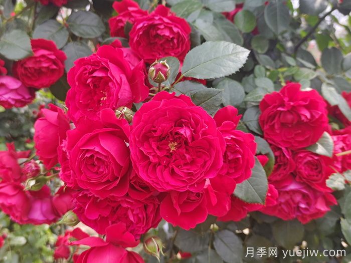 弗洛倫蒂娜月季/蒂娜/佛羅倫薩(圖1)
