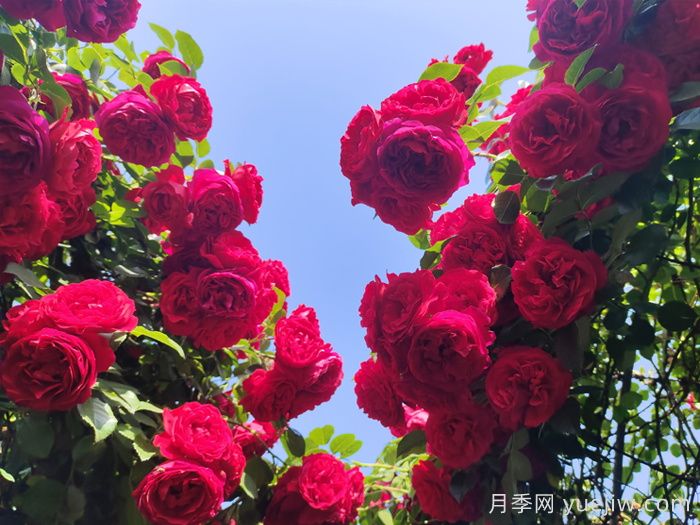 弗洛倫蒂娜月季/蒂娜/佛羅倫薩(圖5)