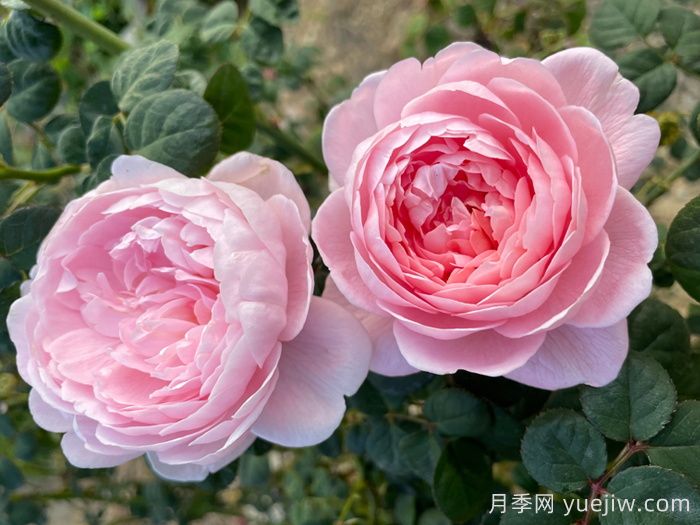 瑞典女王月季(圖4)