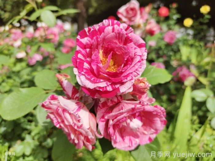 節日禮花月季(圖3)