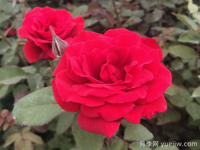 梅朗口紅月季/梅郎口紅(圖2)