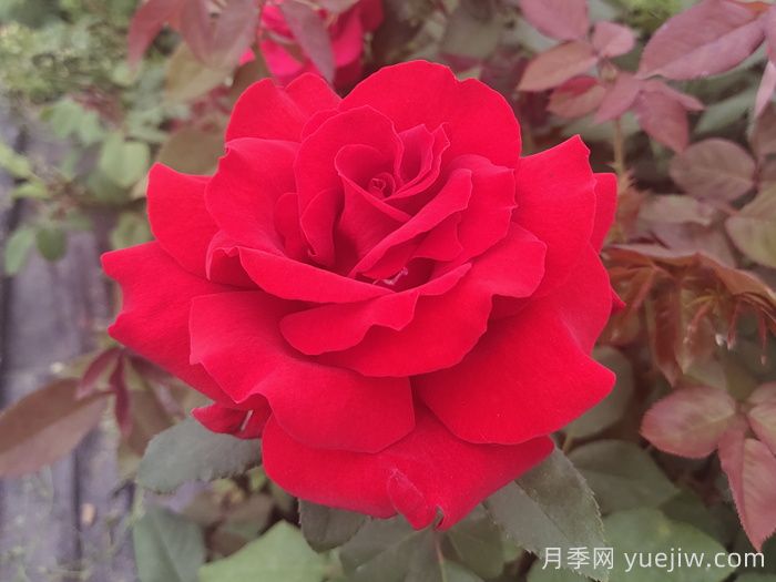 梅朗口紅月季/梅郎口紅(圖1)