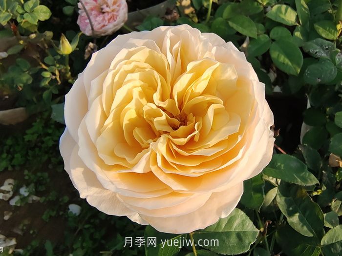 朱麗葉月季/切花朱麗葉(圖4)
