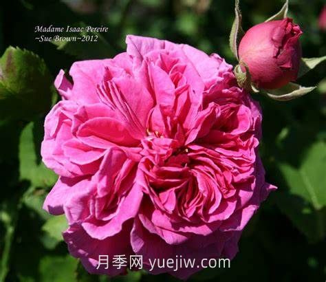 艾薩克太太月季介紹和優(yōu)缺點(diǎn)(圖1)