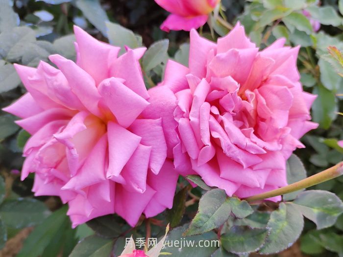 分享60種常見(jiàn)花卉植物(圖3)