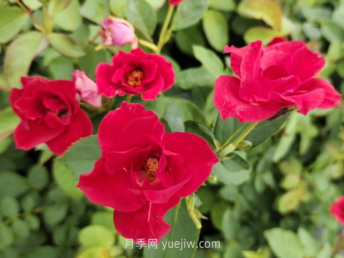 薔薇花是春天開(kāi)花還是夏天開(kāi)花？(圖1)