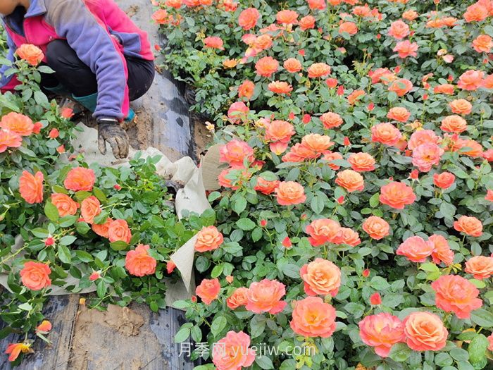 內蒙古適合種植月季嗎？(圖1)