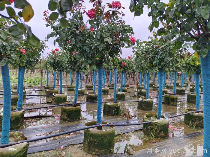如何在夏季提升月季苗栽植成活率？(圖2)