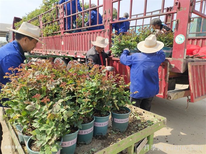 如何在夏季提升月季苗栽植成活率？(圖3)