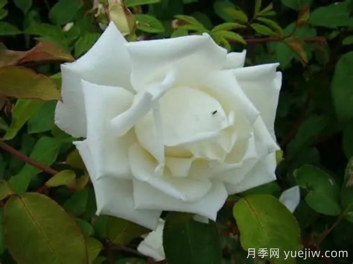路易斯朗斯夫人月季/白色荊棘崖(圖2)