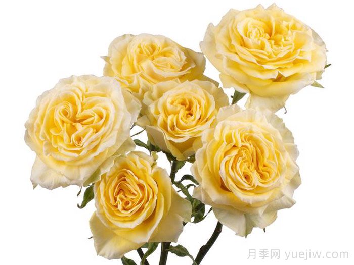 斐波那契蒙娜麗莎月季(圖1)