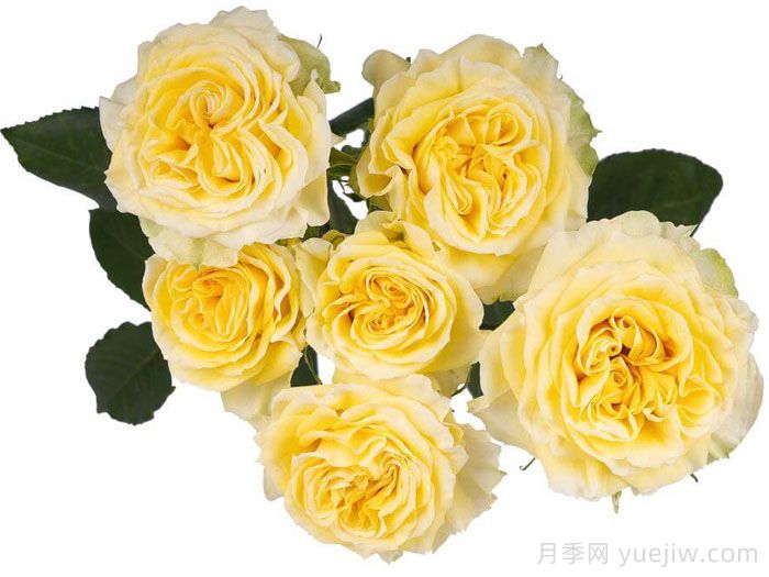 斐波那契蒙娜麗莎月季(圖2)