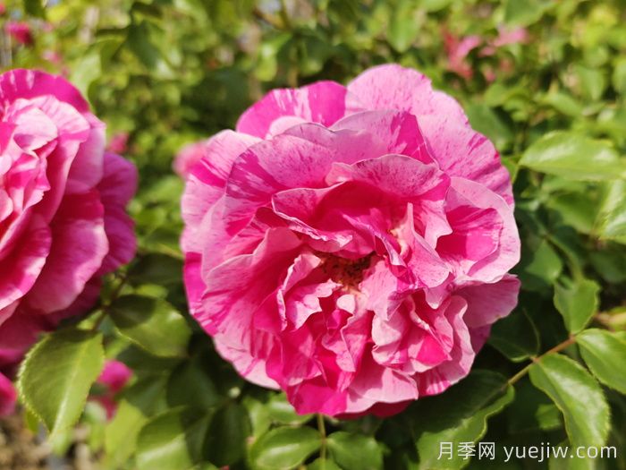 月季推薦，伊蕾莎斯特月季(圖1)