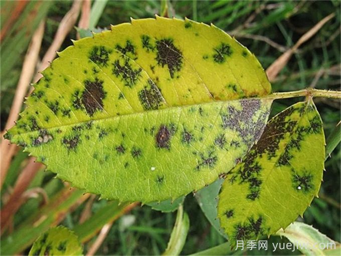 7月園林月季養護技巧，月季病蟲(chóng)害防治(圖1)