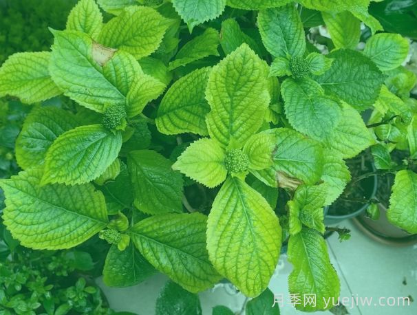 繡球葉片發(fā)黃焦邊？原因總結和對應解決方法(圖1)