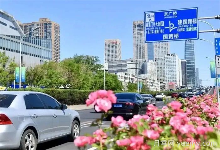 北京月季花開(kāi)滿(mǎn)城，一路繁花相伴美好(圖3)
