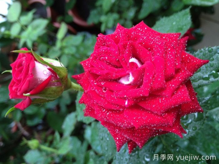 月季介紹，自由鐘月季(圖1)