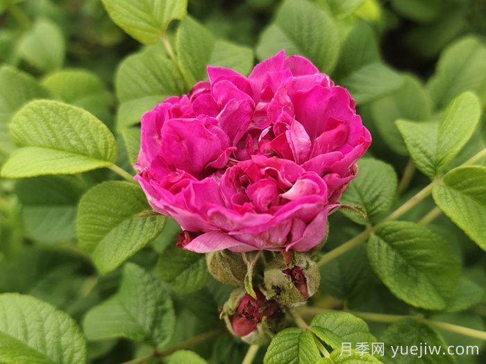 玫瑰花：解郁結之氣，養紅潤之顏(圖1)