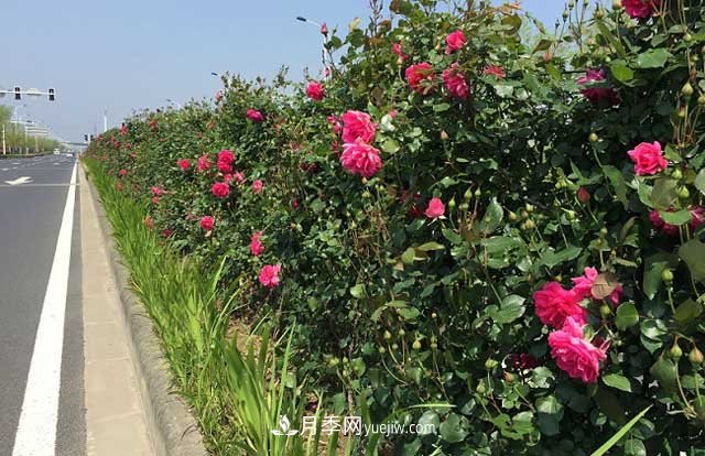 養植月季花更重要的是要注意修剪(圖1)