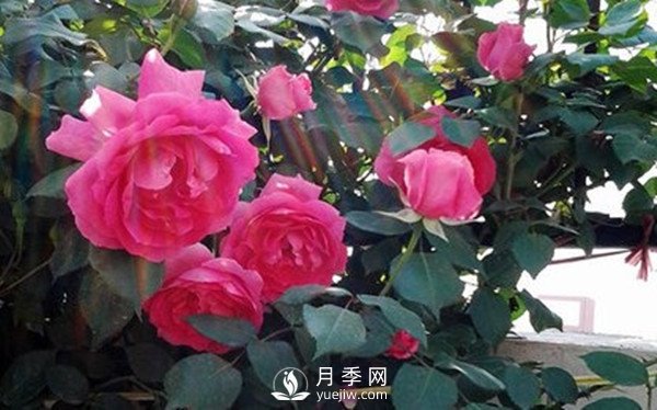 月季花幾月份栽培適宜？(圖1)