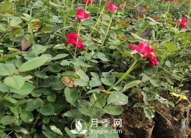 月季苗栽培、養護、銷(xiāo)售日歷(圖1)