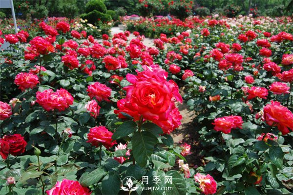 城市綠化帶內為何喜歡種植月季花？(圖1)