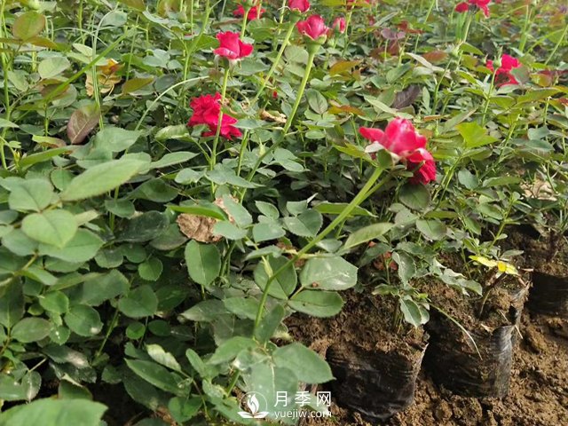 月季苗價(jià)格多少一棵？南陽(yáng)月季種植基地報價(jià)(圖1)