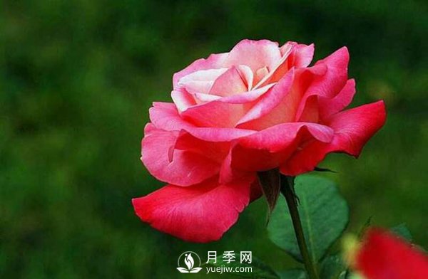 月季花怎么養可以月月爆盆？(圖1)