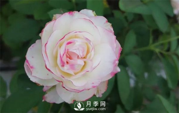 施肥、陽(yáng)光、修剪，做好三點(diǎn)，月季花月月爆盆(圖1)