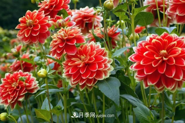 2021，十二生肖的運勢，養什么花***旺？(圖5)