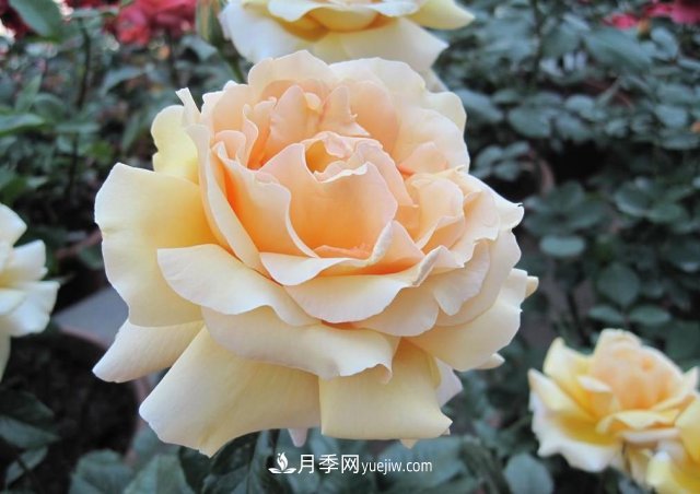 月季常見(jiàn)的病蟲(chóng)害問(wèn)題！月季這么養，芬芳留給你(圖3)