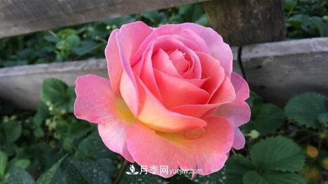 學(xué)會(huì )月季花具體養護技巧，不怕黃葉，開(kāi)花多了不少(圖1)