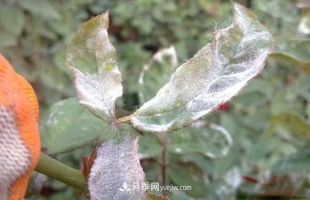 月季得了白粉病怎么辦？這些方法防治有效(圖1)