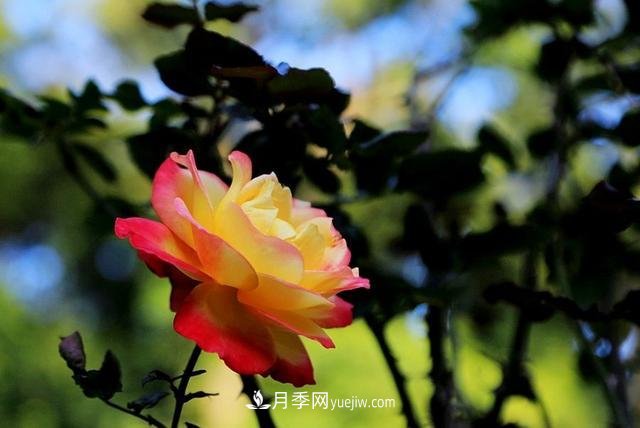 月季花到了冬天也不能松懈，做好這幾點(diǎn)，開(kāi)花量增加不少(圖3)