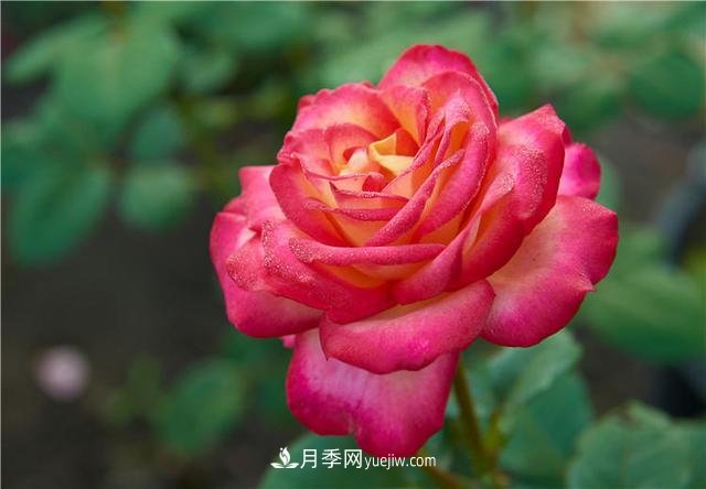 月季花到了冬天也不能松懈，做好這幾點(diǎn)，開(kāi)花量增加不少(圖1)