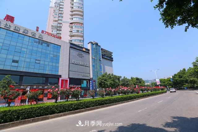 浙江玉環(huán)：綠化月季盛開(kāi) 扮靚城市美景(圖4)