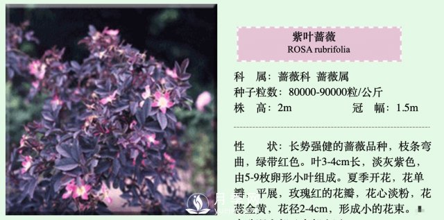 月季、薔薇開(kāi)花還“結果”，微型月季盆栽放陽(yáng)臺，1年開(kāi)花300天(圖4)