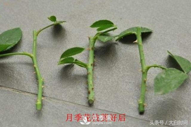 月季花扦插種植就是簡(jiǎn)單，明年滿(mǎn)盆開(kāi)花就靠它了(圖3)