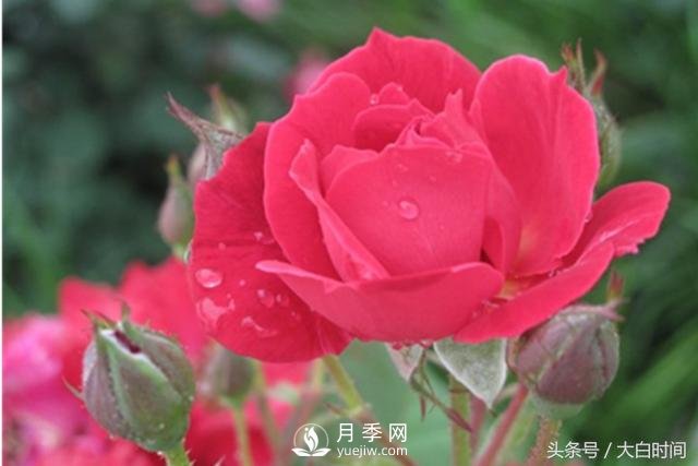 月季花扦插種植就是簡(jiǎn)單，明年滿(mǎn)盆開(kāi)花就靠它了(圖2)