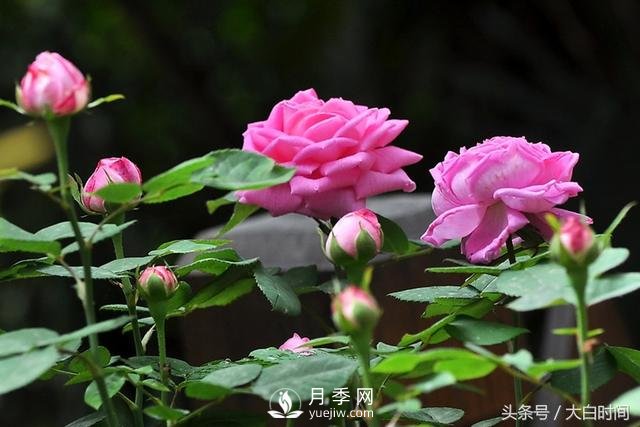 月季花扦插種植就是簡(jiǎn)單，明年滿(mǎn)盆開(kāi)花就靠它了(圖1)