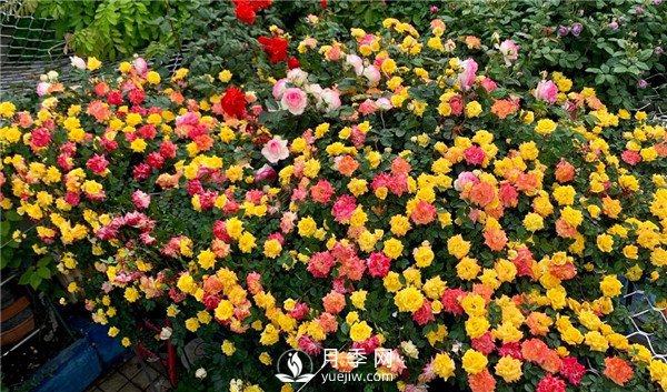 藤彩虹月季的優(yōu)缺點(diǎn)是什么？(圖2)