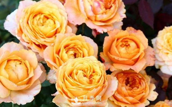 要想盆栽月季花養得好，做好這5點(diǎn)很實(shí)用(圖2)