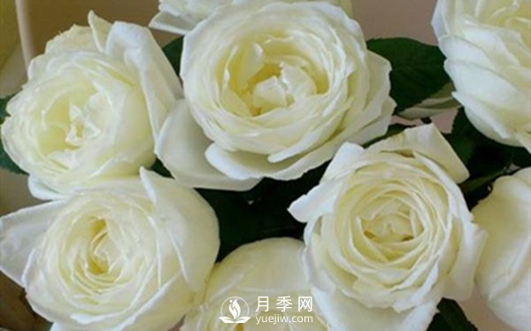 要想盆栽月季花養得好，做好這5點(diǎn)很實(shí)用(圖3)