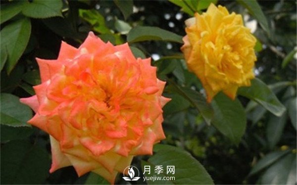 月季花期施肥 要用那些肥料？(圖2)